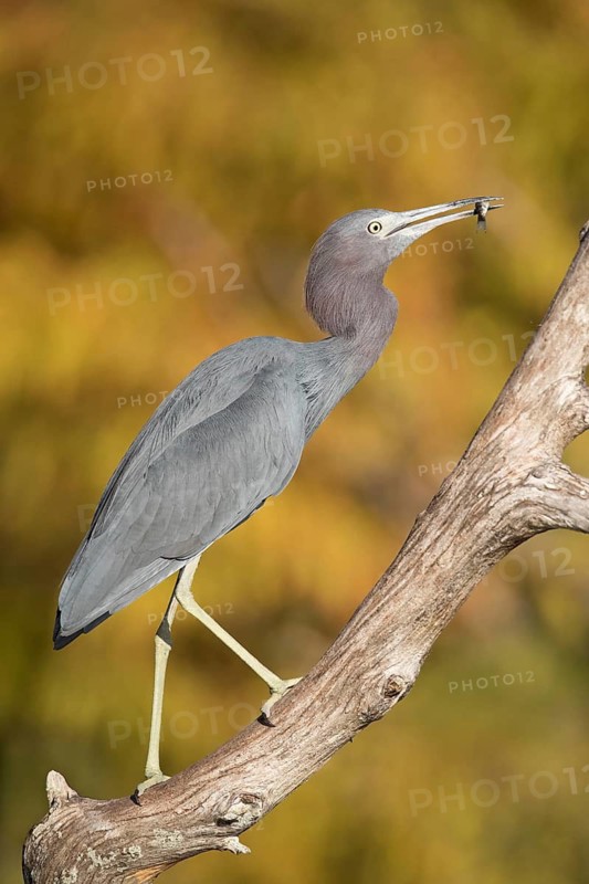 Little Blue Heron (Egretta caerulea) perched on a branch with fish in beak, Florida, USA