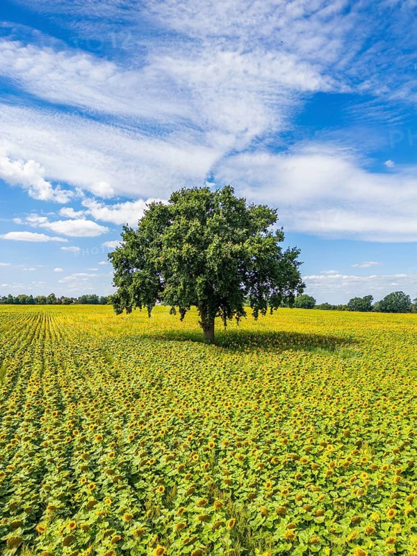 Aerial view, drone photo: Field with sunflowers and a single tree, Ueckermünde, Szczecin Lagoon, Mecklenburg-Western Pomerania, Germany