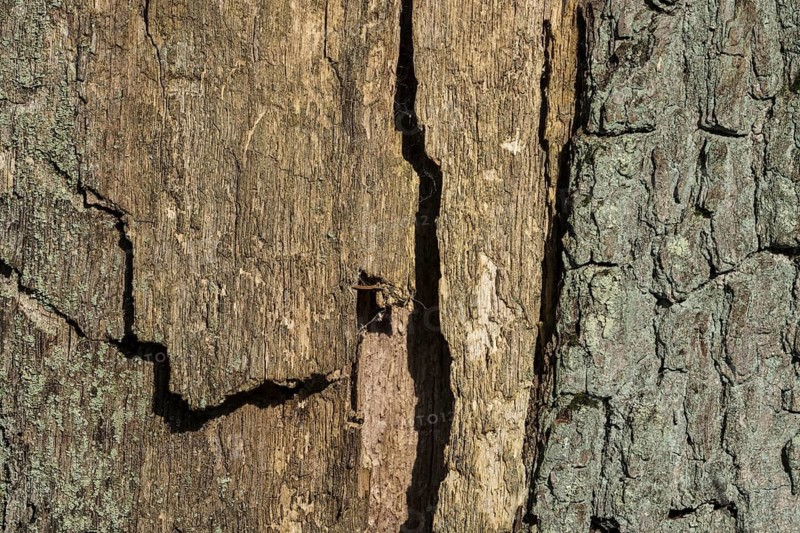 Wooden surface