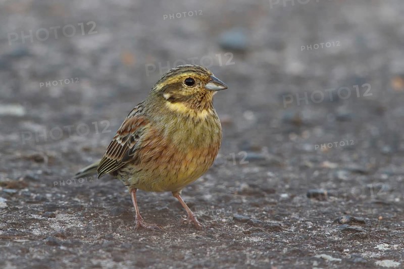 Cirl Bunting (Emberiza cirlus) female, Rhineland-Palatinate, Germany
