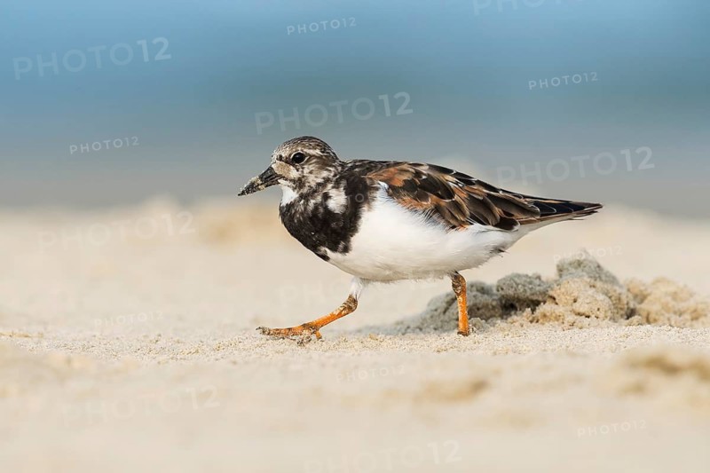 Ruddy Turnstone (Arenaria interpres), Ma'agan Michael, Israel
