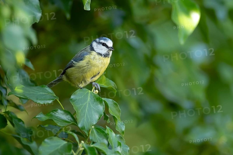 Blue tit (Cyanistes caeruleus) adult garden bird on an Ivy tree branch in summer, England, United Kingdom