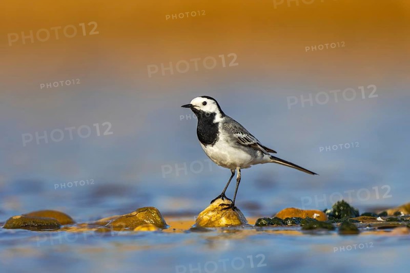 White Wagtail (Motacilla alba), North Rhine-Westphalia, Germany