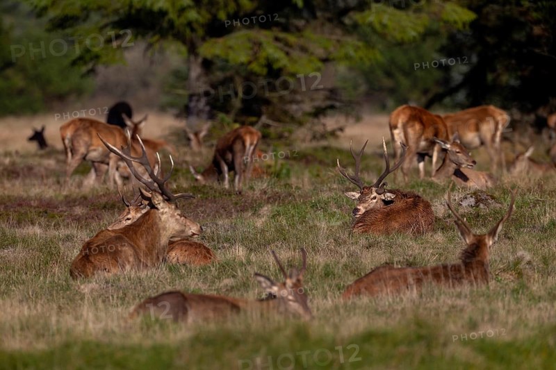 The red deer (Cervus elaphus) looking into the camera has a special antler, a third one grows clearly recognisable from the temple, abnormal, rutting season, rutting stag, October, Denmark