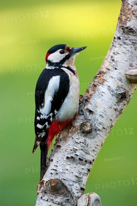 Great Spotted Woodpecker (Dendrocopos major) male, Brandenburg, Germany