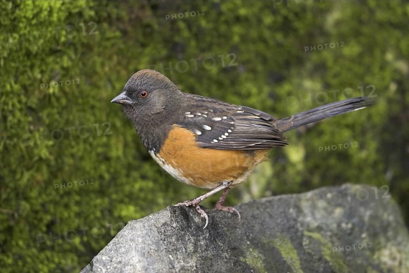 Spotted Towhee (Pipilo maculatus), British Columbia, Canada