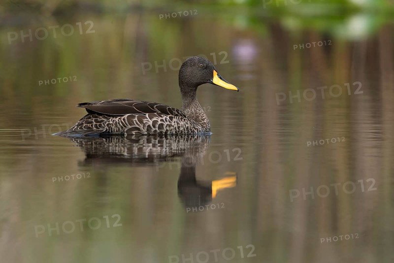 Yellow-billed Duck (Anas undulata), Uganda