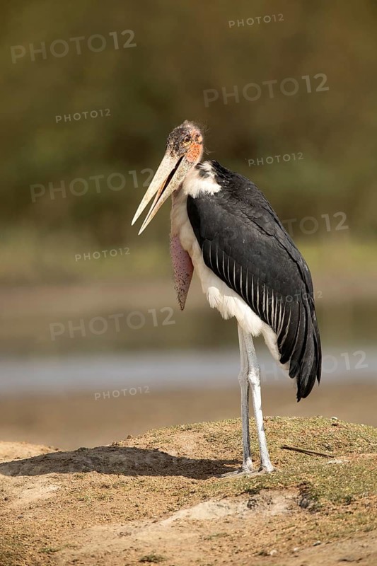 Marabou Stork (Leptoptilos crumenifer), Lake Ziway, Ethiopia