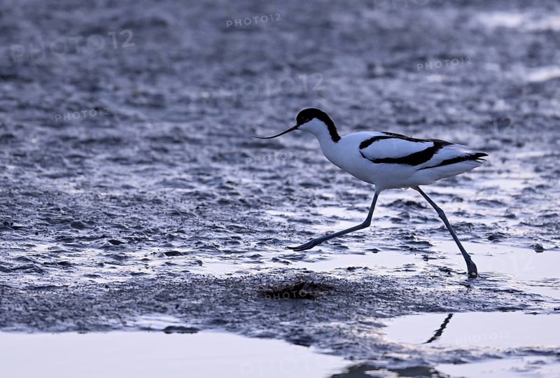 Avocet (Recurvirostra avosetta) in the water against the light, Texel, North Holland, Netherlands