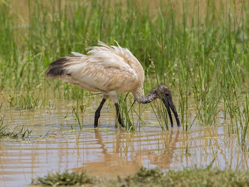Black-headed Ibis (Threskiornis melanocephalus) foraging, Sri Lanka