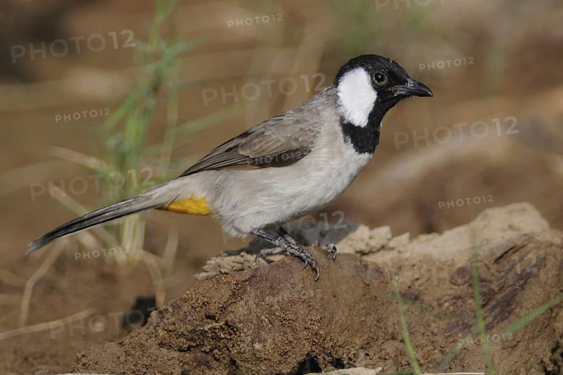 White-eared Bulbul (Pycnonotus leucotis), India