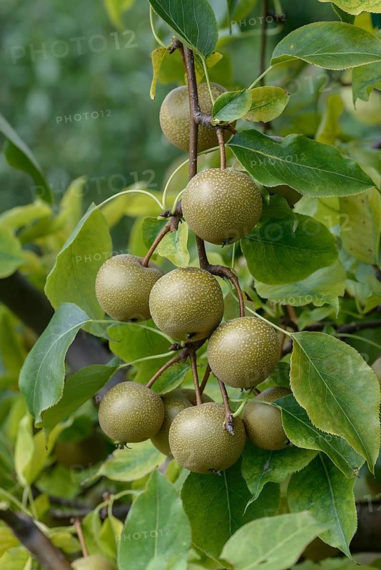 Pyrus pyrifolia 'Syn Wy Tu', Bundessortenamt Prüfstelle Wurzen, Federal Republic of Germany