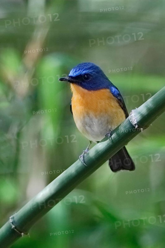 Hill Blue Flycatcher (Cyornis banyumas) male, Doi Ang Khang, Thailand