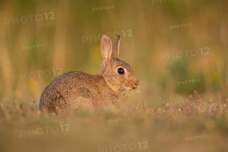 Rabbit (Oryctolagus cuniculus) juvenile baby bunny animal in grassland in summer, Suffolk, England, United Kingdom