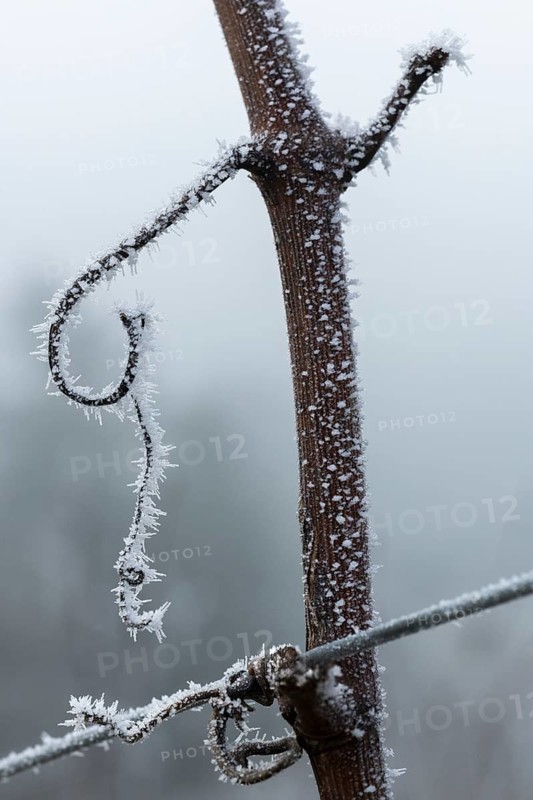 Frozen vine in a cold winter landscape, Reif, Rems Valley, Baden-Württemberg, Germany
