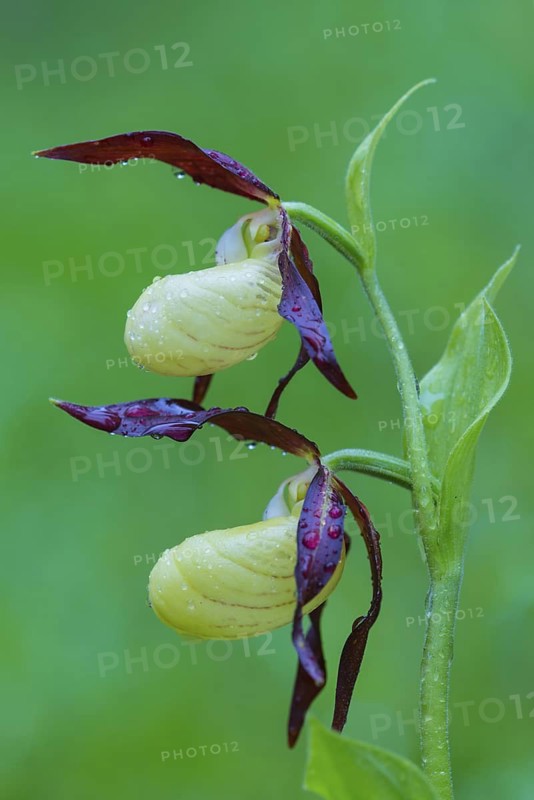 Yellow Lady's slipper orchid (Cypripedium calceolus) close-up, Lower Saxony, Germany