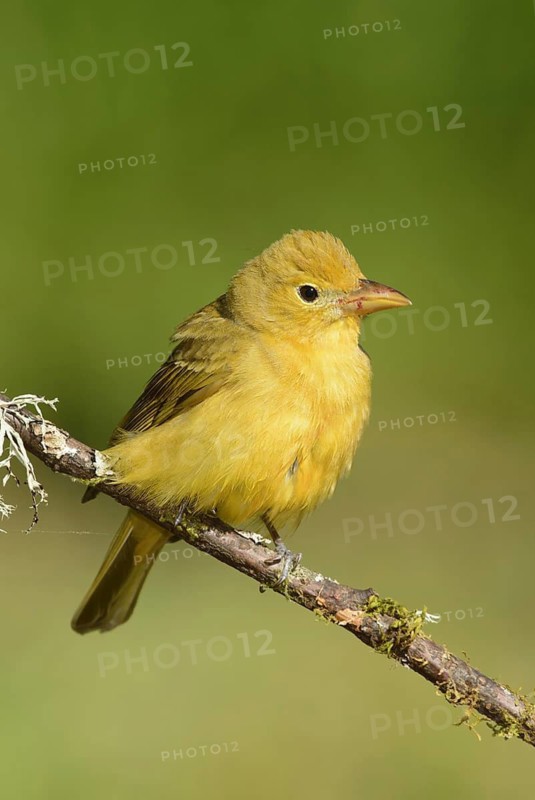 Summer Tanager (Piranga rubra), Texas, USA