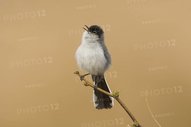 Black-tailed Gnatcatcher (Polioptila melanura) male singing, California, USA