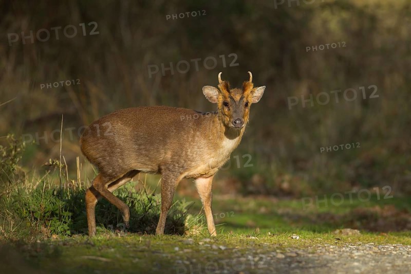 Muntjac deer (Muntiacus reevesi) adult animal on a path, RSPB Minsmere nature reserve, Suffolk, England, United Kingdom