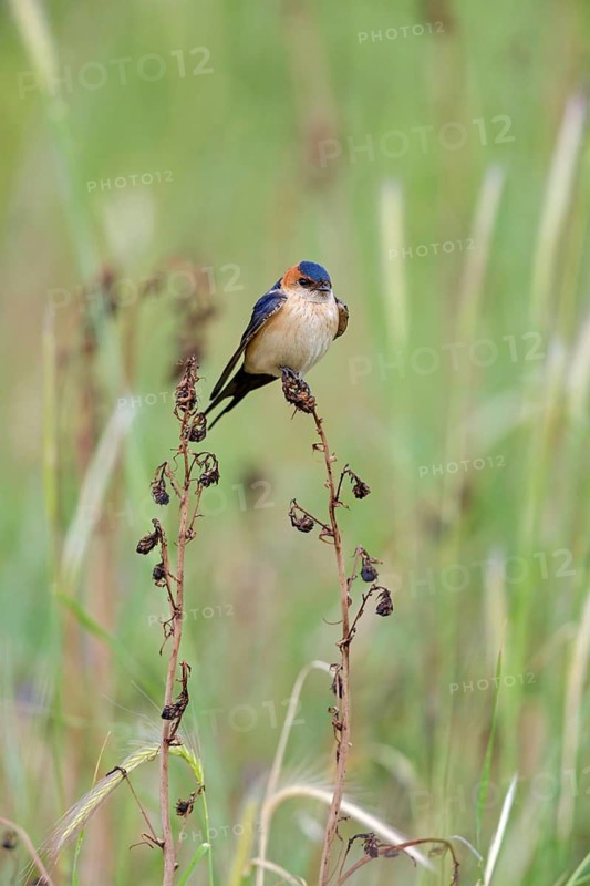 Rufous Swallow, (Cecropis rufula), Animals, Bird, Birds, Swallow, Swallow family, Lesbos, Greece