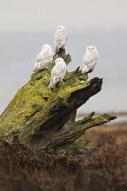 Snowy Owl (Bubo scandiacus) juvenile, British Columbia, Canada