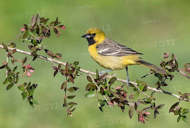 Orchard Oriole (Icterus spurius) perched on a branch, Texas, USA