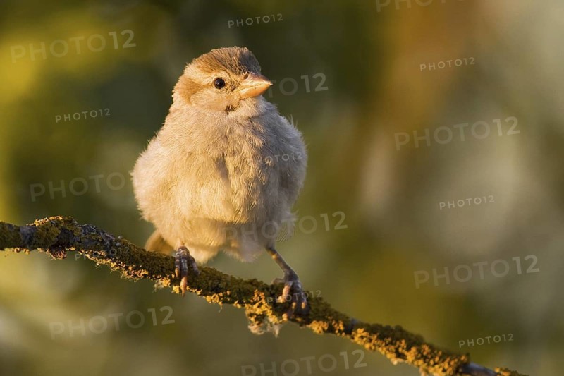 House Sparrow (Passer domesticus) juvenile, Castile-La Mancha, Spain