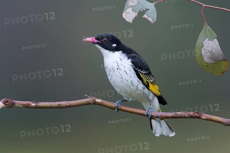Painted Honeyeater (Grantiella picta), New South Wales, Australia