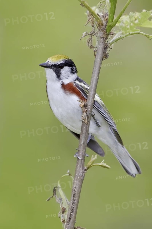 Chestnut-sided Warbler (Setophaga pensylvanica), Ontario, Canada