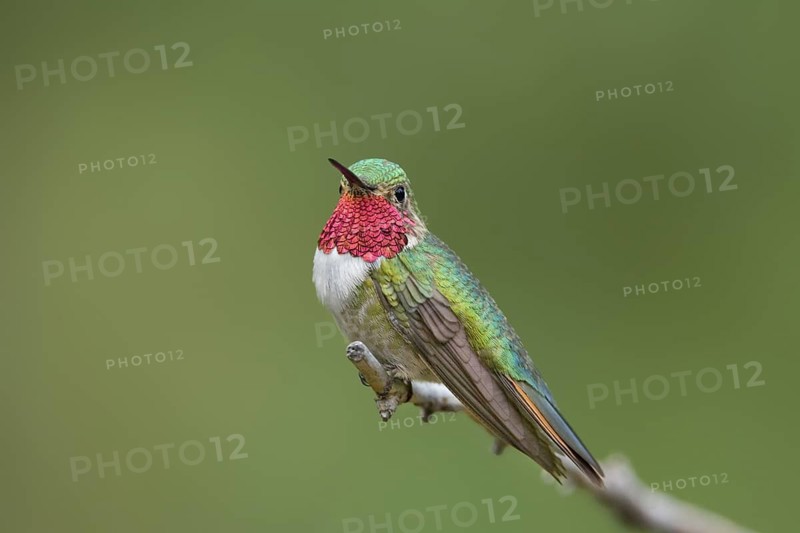 Broad-tailed Hummingbird Selasphorus platycercus Huachuca Mountains, Cochise County, ARIZONA, United States 19 July Adult Male Trochilidae