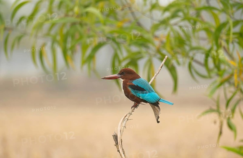 A white-throated kingfisher (Halcyon smyrnensis), Sreepur, Gazipur, Bangladesh