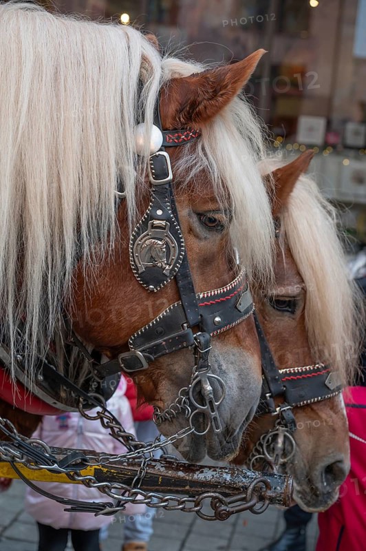 Portrait of two cold-blooded horses, draught horses, Nuremberg, Middle Franconia, Bavaria, Germany