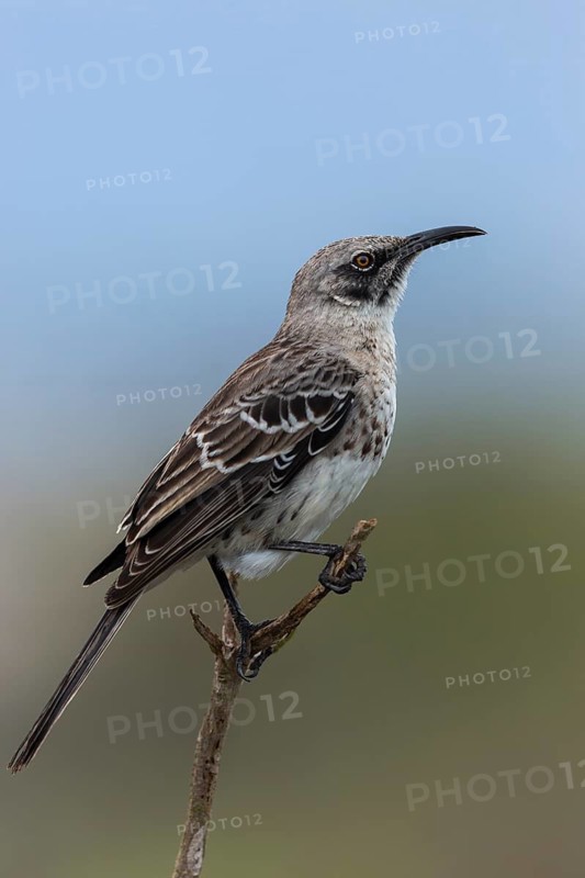 Hood Mockingbird (Mimus macdonaldi), Galapagos, Ecuador