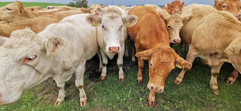 Close-up of several cows (bos taurus) on a green meadow, Franconian Forest nature park Park