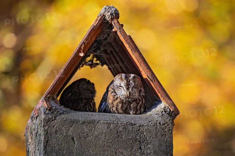 Tawny owl (Strix aluco) Male and female resting at the daytime roost in a chimney in the colourful autumn forest in the Indian summer sun, Baden-Württemberg, Germany