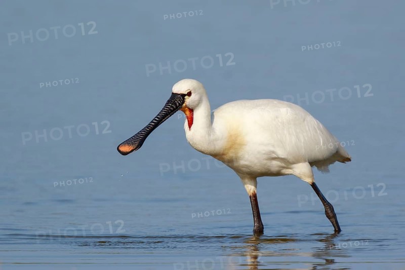 Eurasian Spoonbill (Platalea leucorodia) foraging in shallow water, Netherlands