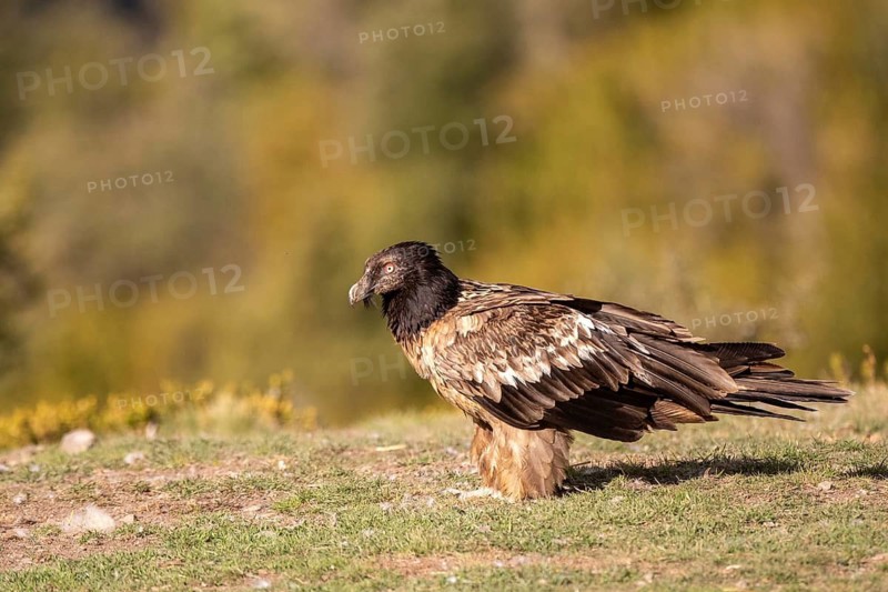 Bearded Vulture (Gypaetus barbatus) juvenile, Aragon, Spain