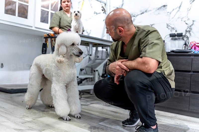 Skilled pet groomers attending to a well groomed white poodle in a modern grooming salon, highlighting professional canine care, hygiene, and expert attention to detail