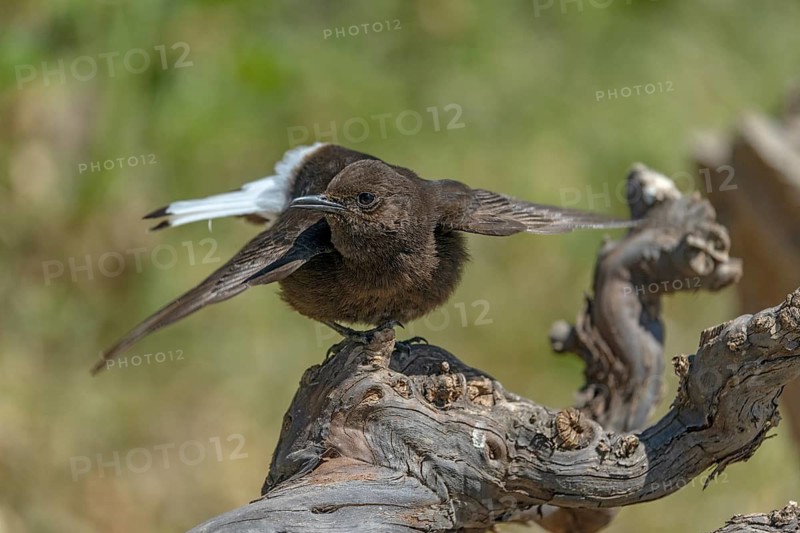 Black Wheatear (Oenanthe leucura), Province of Valencia, Spain