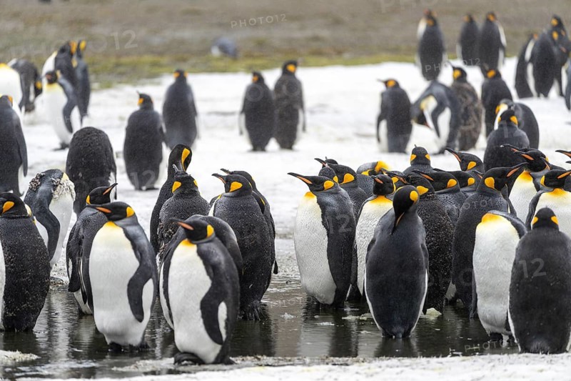 King penguins (Aptenodytes patagonicus), colony of adults on snow-covered ground with puddles of meltwater, Salisbury Plain, South Georgia
