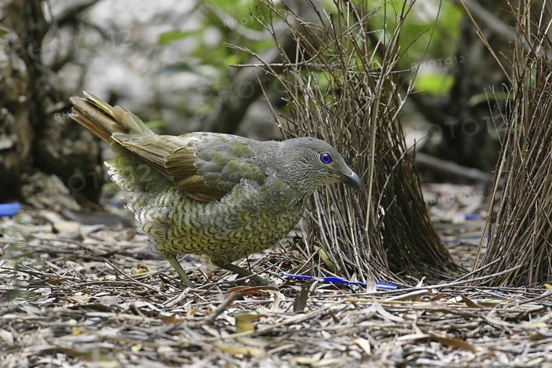 Satin Bowerbird (Ptilonorhynchus violaceus) juvenile male, Canberra, Australia