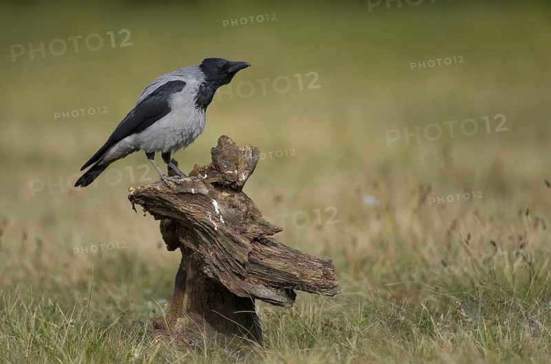 Hooded Crow (Corvus cornix) calling, Poland