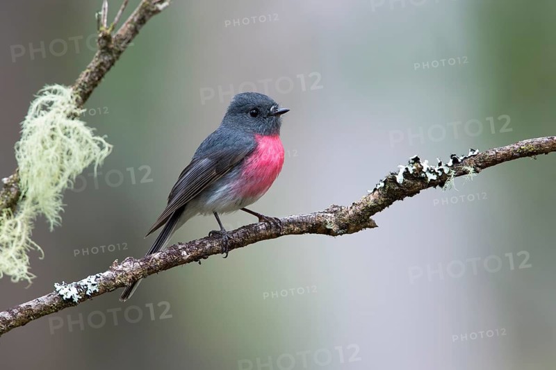 Rose Robin (Petroica rosea) male perched on a branch, Victoria, Australia