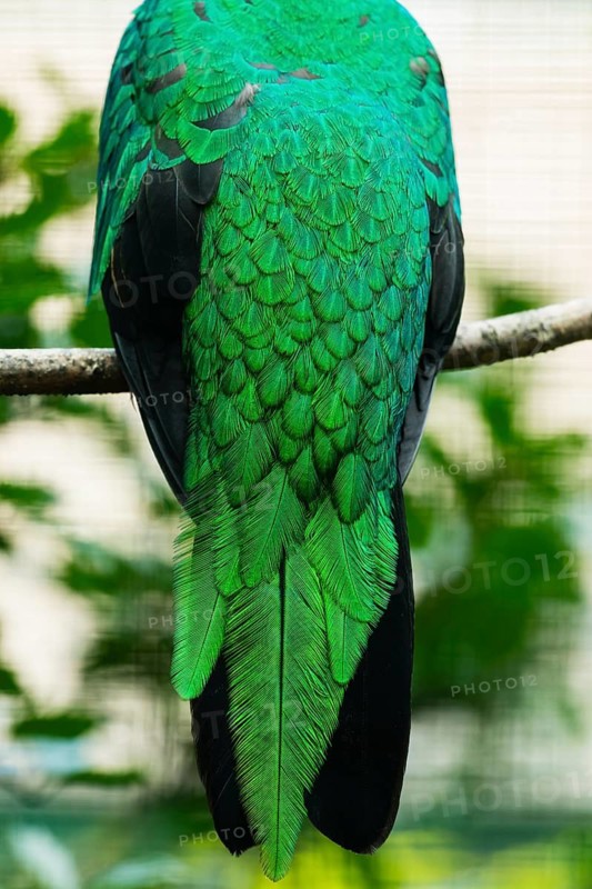 Golden-headed quetzal (Pharomachrus auriceps) detailed study of the feathers on the back of an adult male bird, native to Central and South America, captive, Germany