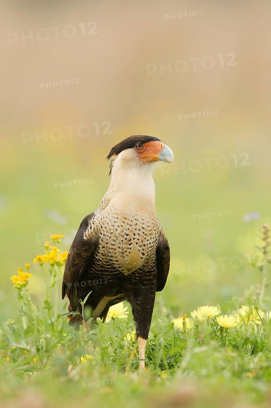 Northern Crested Caracara (Caracara cheriway), Texas, USA