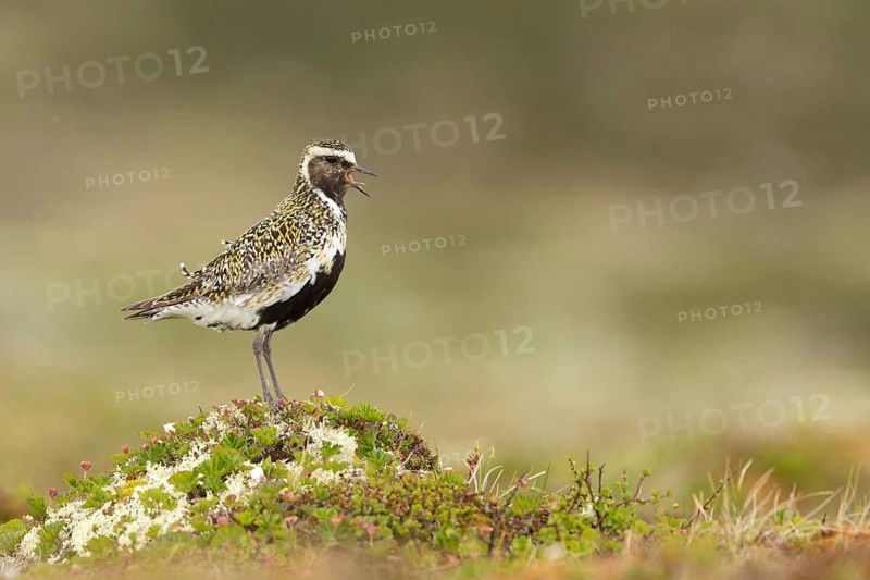 European Golden Plover (Pluvialis apricaria) calling, Dovrefjell, Norway