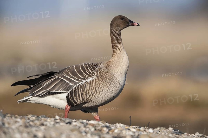 Pink-footed Goose (Anser brachyrhynchus), Schleswig-Holstein, Germany