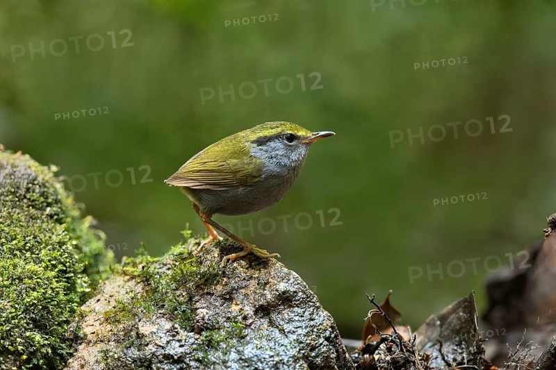 Grey-bellied Tesia (Tesia cyaniventer), Bidoup National Park, Vietnam