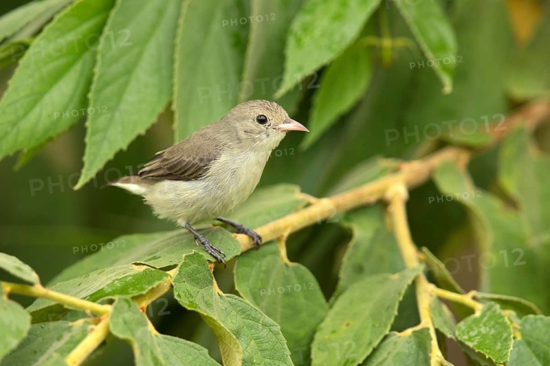 Pale-billed Flowerpecker (Dicaeum erythrorhynchos) perched on a branch, Udawalawe National Park, Sri Lanka
