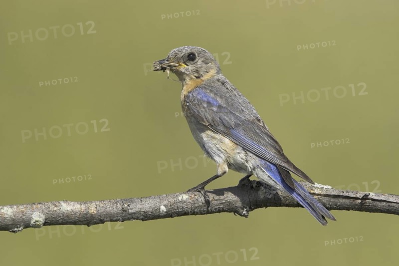 Eastern Bluebird (Sialia sialis), Ontario, Canada